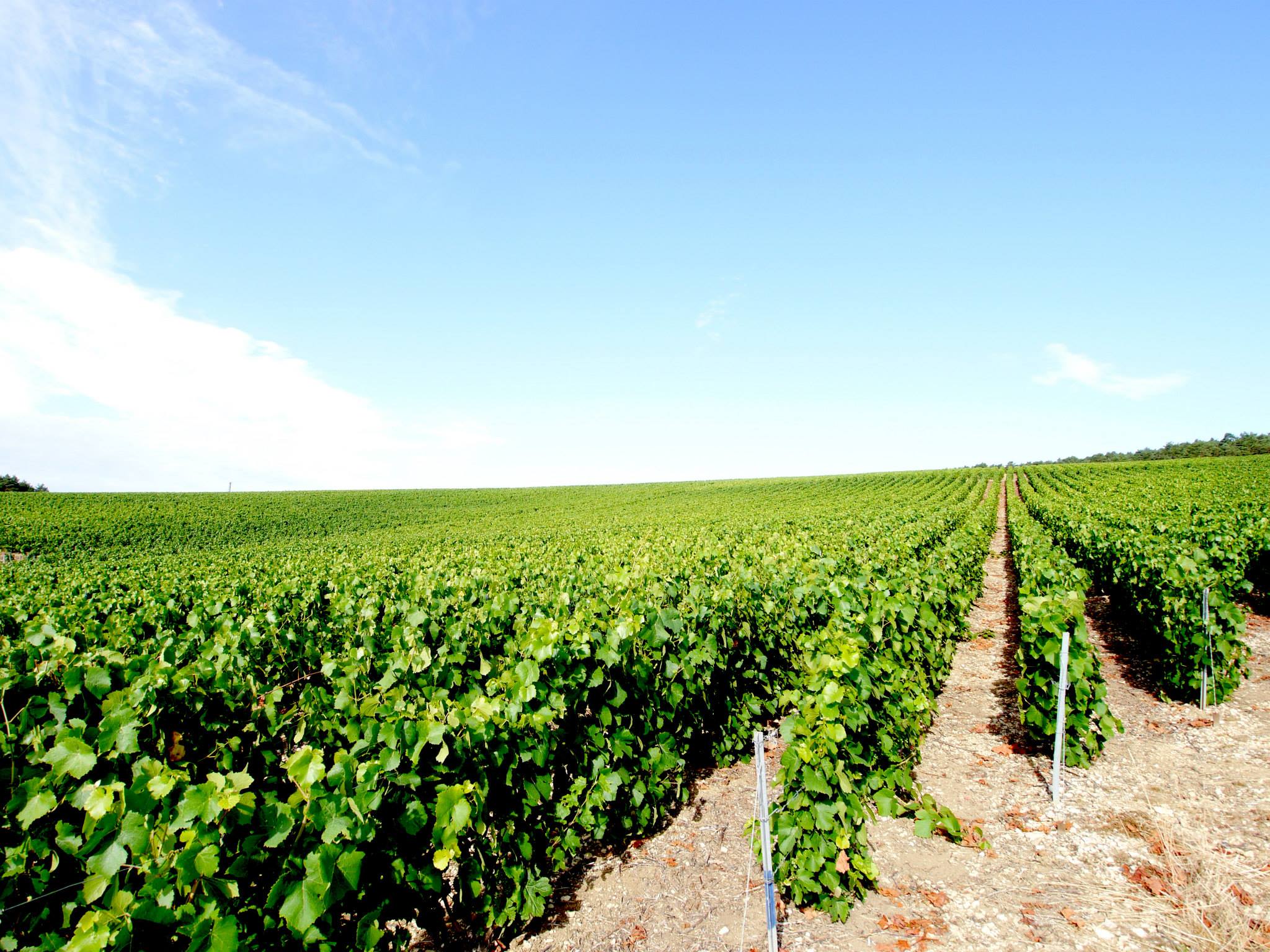 The Champagne route , A estrada Champagne 
www.rentparis.com
